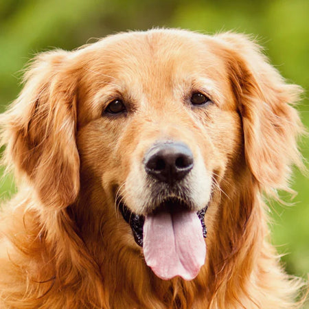 Cães